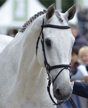 Figaro de Verby